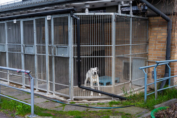 Shelter dog wait for adoption behind bars. Adopt rescue dogs. Shelter dog need love and care....