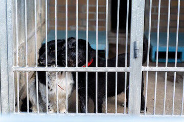 Adopt rescue dogs. Shelter dogs need love and care. Homeless dogs waiting for adoption in shelter...