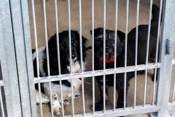 Two shelter dogs wait for adoption behind bars, bonded pair seeks forever family. Adopt rescue...