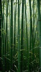 Fototapeta premium Tranquil bamboo forest with soft light streaming through tall green stalks evoking peace and harmony in nature