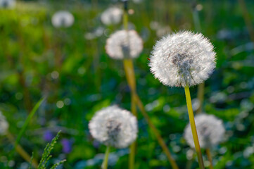 Naklejka premium Mature dandelion seedheads glowing in the early morning sun of a spring morning