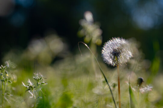 Dandelion seed head glowing with early morning sunlight isolated against a dark background