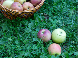 Wicker basket filled with various apples sits on lush green grass, few apples scattered nearby