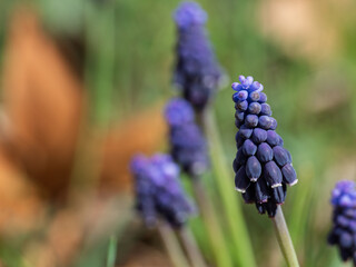 Detail of blue nazarene flowers (Muscari neglectum) in the meadow 