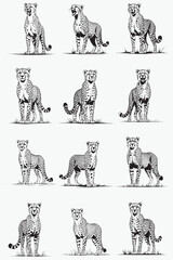 Wild vector illustration of cheetah