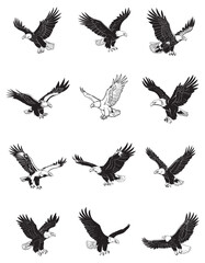 Wild vector illustration of eagle