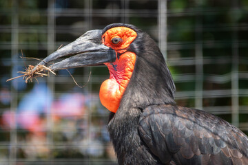 A Southern Ground-Hornbill at a local zoo