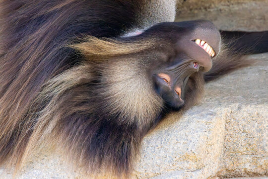 A gelada at a local zoo
