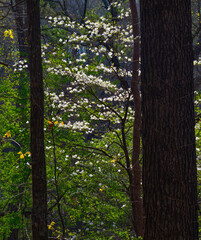 A flowering dogwood tree is glowing from sunlight deep in the forest 