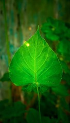 Vibrant green tropical leaf on weathered wooden board detailed textures blurred background rustic color grading