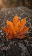 Vibrant autumn leaf on weathered barn wood sharp textures softened by gentle lens flare and color grading for a high dynamic range image