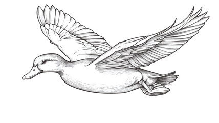 Fototapeta premium Vibrant Flying Mallard Duck Coloring Page for Educational Use
