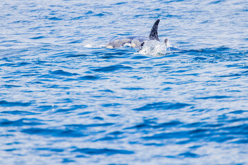 Fototapeta premium シャチ