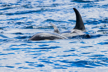 Fototapeta premium シャチ
