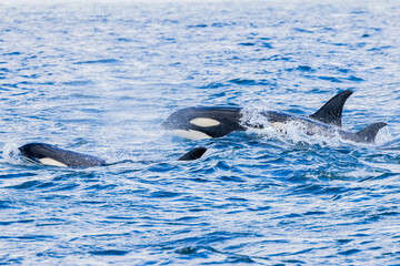 Fototapeta premium シャチ