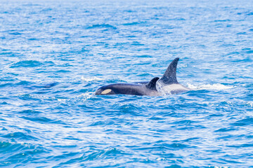 Fototapeta premium シャチ