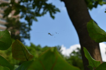 spider on wild 