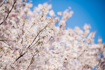 white flowering tree