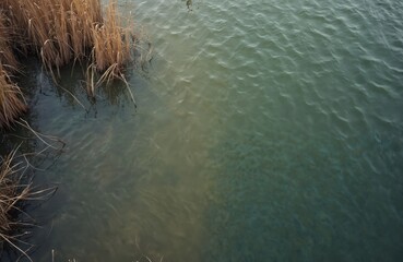 Top view of lake with reeds, calm water surface, waves, reed stems, creating natural landscape. Turquoise, blue colors. Textured water background, natural environment, wetland, flora. Peaceful