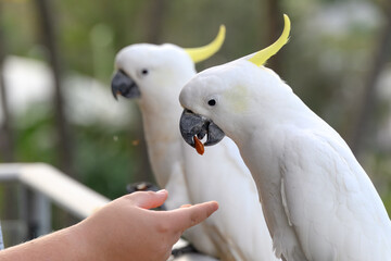 Sulphur crested cockatoo bird, Cacatua galerita, hand feeding eating balcony deck, feathers...