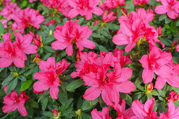 Blooming pink japan Azalea Ericaceae bush, Geisha Purple, rhododendron flower macro, background. Evergreen decorative plant outdoor or in orangery in botanical garden. Gardeining, plant breeding