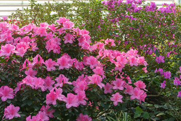 Fototapeta premium Blooming pink japan Azalea Ericaceae bush, Geisha Purple, rhododendron flower macro, background. Evergreen decorative plant outdoor or in orangery in botanical garden. Gardeining, plant breeding