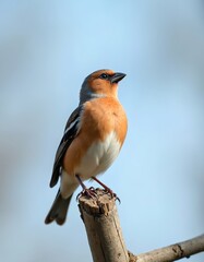 Common chaffinch bird sits on broken tree branch. Male songbird Fringilla coelebs with bright orange, grey, white plumage. Single wild animal against sky background. Natural beauty in forest.