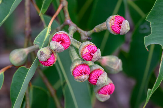 Red Eucalyptus flower gumnut, Corymbia tree, Australian native bushland, garden park nature environment