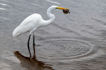 Great White Egret Heron, Ardea alba, eating fish, large coastal wading waterbird, Australia	