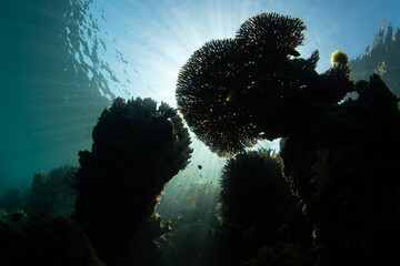 Sunlight filters through fragile corals on the edge of a reef drop-off near Misool, Indonesia. This region harbors spectacular marine biodiversity and is a popular diving destination.