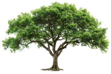 Obraz premium A lush green tree stands tall, with a sprawling canopy of vibrant leaves on a transparent background