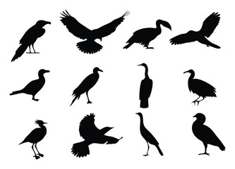 Bird Silhouettes Collection