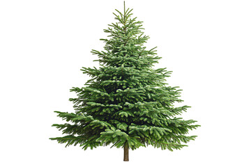A lush, green evergreen fir tree stands against a stark transparent background, its needles dense and branches artfully arranged