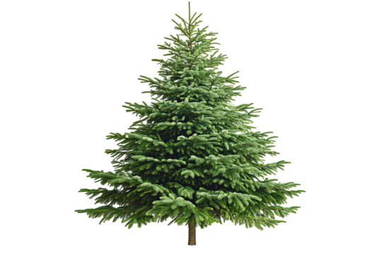 A lush, green evergreen fir tree stands against a stark transparent background, its needles dense and branches artfully arranged