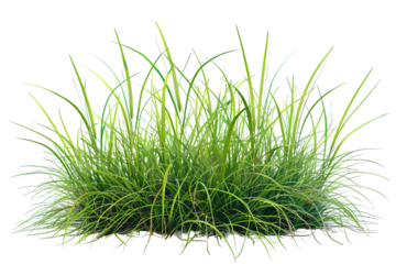 Lush green grass clump. Blades vary in color from yellow-green to vibrant green, growing densely. Isolated on a transparent background
