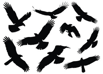 Flying Bird Silhouettes - Dynamic Poses and Movements