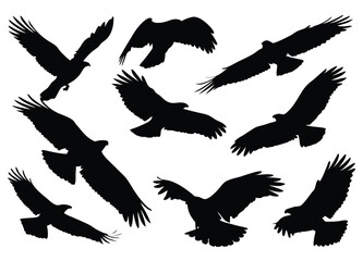 Bird Silhouettes Collection - Graceful Flight Poses and Wing Spans