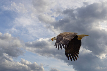 eagle in flight