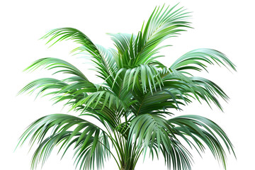 Obraz premium Lush green palm fronds gracefully fan out against a transparent background, highlighting their vibrant color and texture