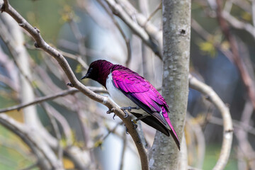 A Violet-backed Starling at a local zoo