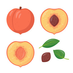 Fresh peach fruits icons. Whole and half peaches, leaves and pit or seed. Organic fruit healthy food. Vector illustration isolated on white background.