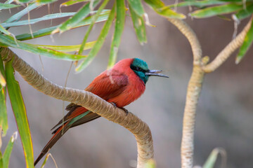 A Northern Carmine Bee-eater at a local zoo