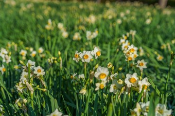 朝日を浴びて輝く満開のスイセンの花