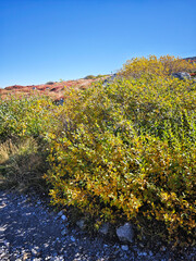 Autumn landscape of Vitosha Mountain, Bulgaria