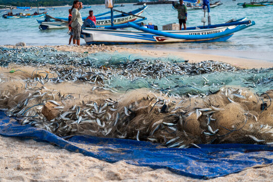 A fishing net stretched out with many small fish trapped in the Kelan coastal area, February 10, 2025, Bali, Indonesia