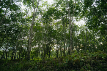 Fototapeta premium rubber plantations in East Kalimantan