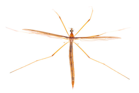 Crane fly, daddy longlegs isolated on white, top view, clipping path