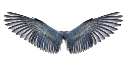 Naklejka premium a Pair of hawk wings isolated on white background. Clipping path included.