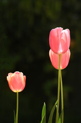 elegant tulips backlit at garden in spring