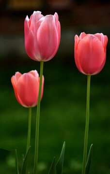 Fototapeta elegant tulips backlit at garden in spring